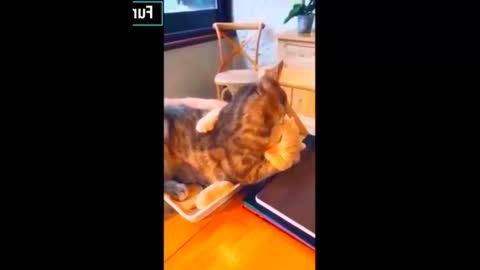 Cute and Funny Animals Videos 😹 🐶 Compilation 221_ #short