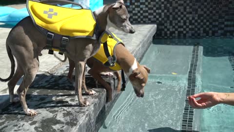 Teaching My Dogs How To Swim