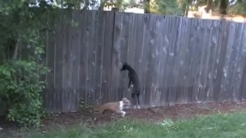 My Italian Greyhounds Jumping Around