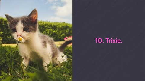 🐈 Cutest Cat Names - TOP 10 Cutest Cat Names For Male & Female!