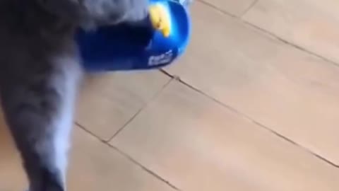 Funny cat will make you laugh