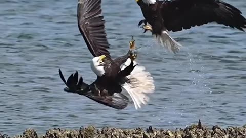 3 Eagles battle it out over 1 small fish who will win? Eagle Bird fight#shorts