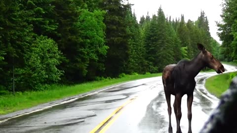 Moose Crossing