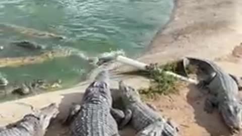 Cruel Farmer Feeds Live Chicken To Crocodiles 🐟 #shorts