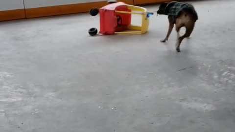 Dog Does Donuts with Toy Car