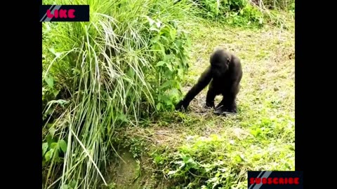 Fighting to gorila || Funny videos 😂😂😂😂🦍🦍