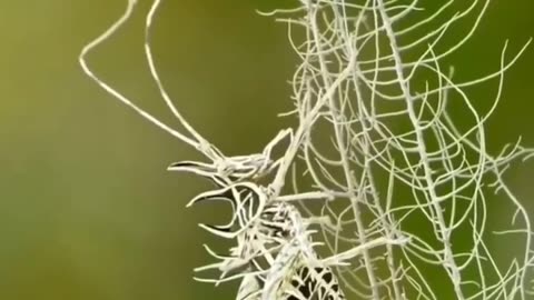 The lichen grasshopper is a master of disguise