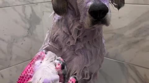 The dog is bathing with so much love... It's so delightful to see a dog enjoying its bath.