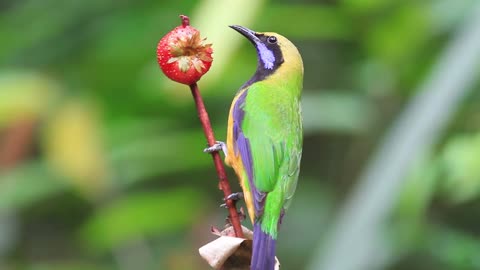 beautiful ninja hummingbird