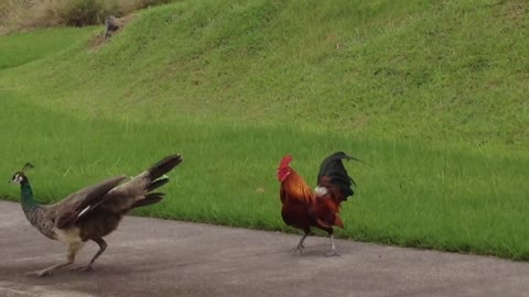 Concerned Dachshunds Watch Peahen And Rooster Fight Over Food