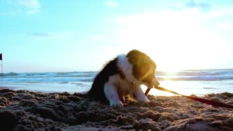 Morning Beach - Its Warm Up time | Pet's Life