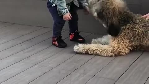 Amazed Toddler Meets a Dog for the First Time