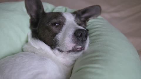 Tired Dog Sleeping On Pillow Relaxing In Human Bed