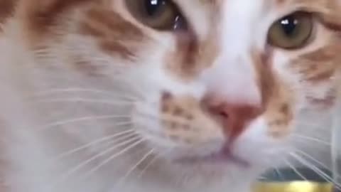 Funny Cute Cats Videos l Inside Cat's Mind