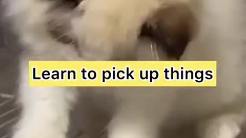 cute baby cat learn to pick up things, Funniest Cats, Best Funny Cat Videos Of This Week #short 19