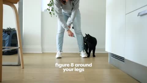 Cat training