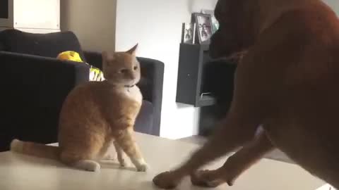 Dogue de Bordeaux vs. Cat Boxing match