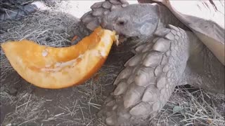 Tonka the Sulcata Tortoise Noms Pumpkin ^_^