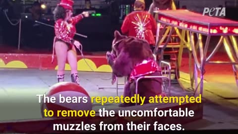 Urge Shriners international to oppose cruel animal circuses