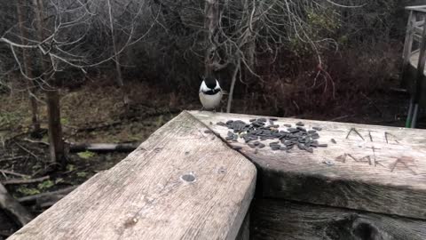 Winter Feeding Black oil sunflower seeds to Chickadees