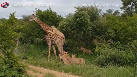 Top Giraffe fights Against Lions at Urgent Memoent