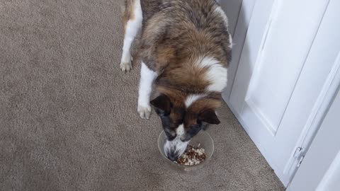 Patient Pooch Preciously Waits for Meal