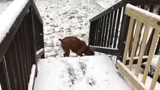 Perro enloquece completamente con una nevada