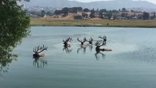 Six Elk Keeping Cool