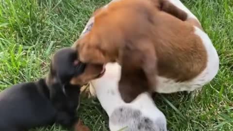 The mother dog is playing with her baby