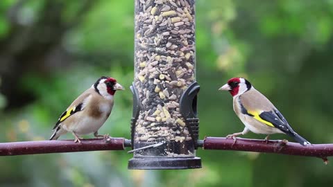 a beautiful Goldfinches Eating food