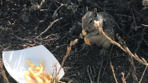 Squirrel Fry Feast