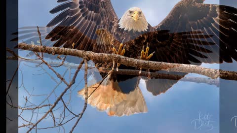 Bald Eagles, Huron, OH, 01.10.2020