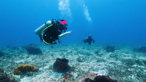 Cozumel Dive