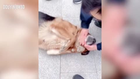 Service dog sees companion again after a long time