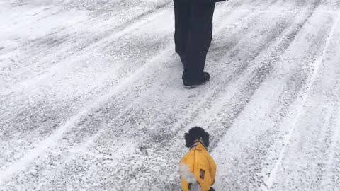 Toy Poodle in SNOWSUIT!!!!