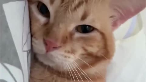 Cute And Funny Cats 😍😍😅😅 #viral #shorts #reels #cat #cats #pets