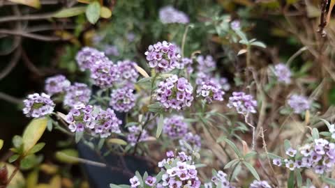 sweet alyssum