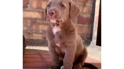 Cute little dog playing🇱🇷🐩🐩