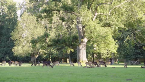 A herd of fallow deer grazes in a meadow by a forest on a sunny day