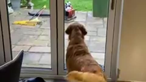 Hilarious Golden Retriever Reaction to the Gardener