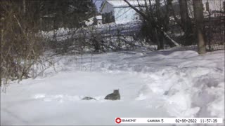 Backyard Trail Cam - Squirrel Under the Snow