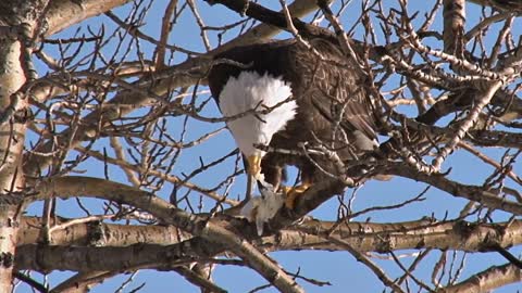 Bald Eagle Eating Fish in Cottonwood Tree