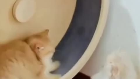 Must watch This Adorable Funny Cute Cats Fight 😻😽