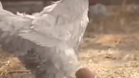 best Hen playing to boll in stunt just #fun