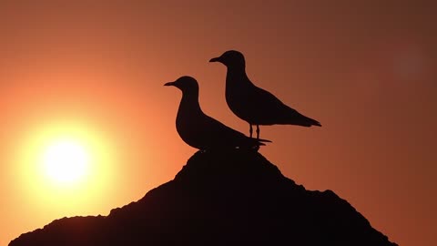 Birds at Evening