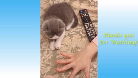 Funny and Cute Cat's Life