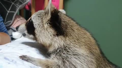 Raccoon eats cookies