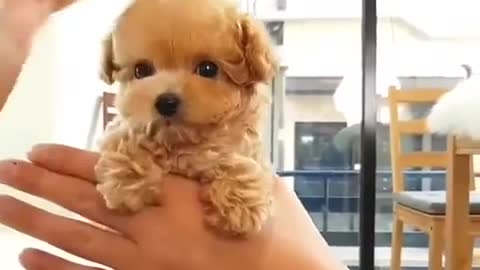 Cute puppy