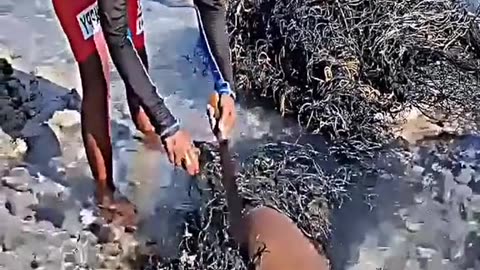 Shark rescued from fishing net