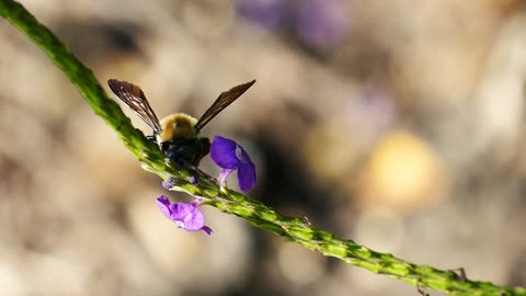 Honey Bees Make Honey ... and Bread? | Deep Look